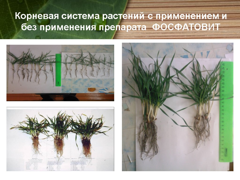 Корневая система растений с применением и без применения препарата ФОСФАТОВИТ